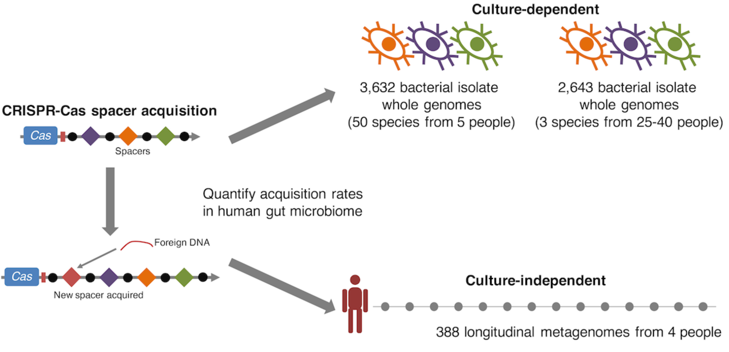 CRISPR Gut Defense Mechanism