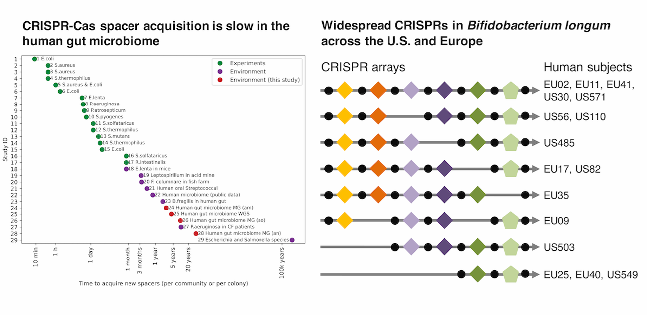 CRISPR horizontal gene transfer